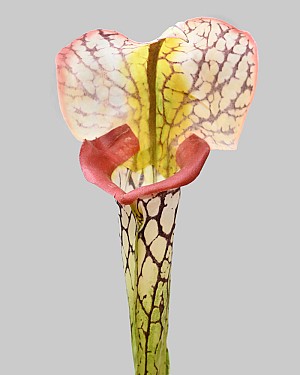 Pitcher Plant 28&quot; Green/Burgundy