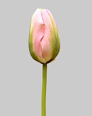 Dutch Tulip Closed 24.5" Pink/Green