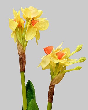 Paperwhite with Bulb 17" Yellow