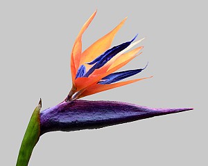 Bird of Paradise 33.5&quot; Purple/Orange