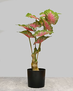 Caladium Leaf Tree 20&quot;H