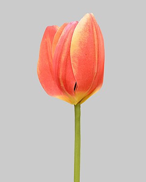 Tulip 23" Peach/Yellow