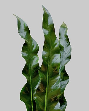 Bird&#039;s Nest Fern Fronds 44.5&quot; Green