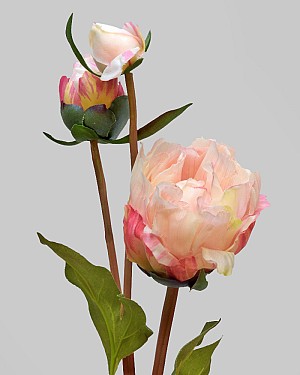 Peony Buds 19" Pink