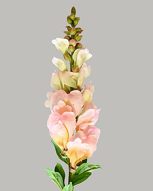 Snapdragon 23&quot; Light Pink