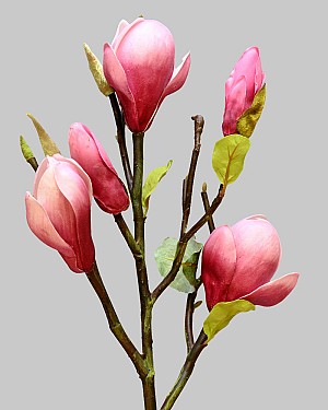 Tree Magnolia 20&quot; Fuchsia