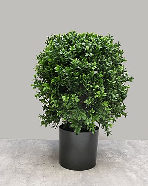 Boxwood Ball Tree 20&quot;H