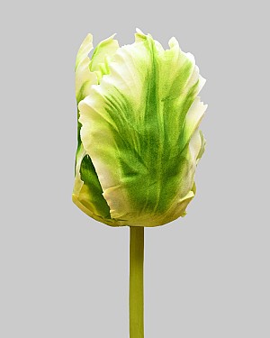 Parrot Tulip Closed 22" Green/White