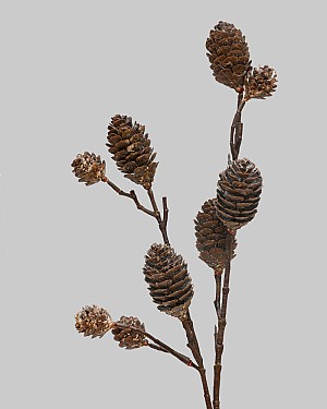 Pinecone Spray 28&quot; Whitewash 