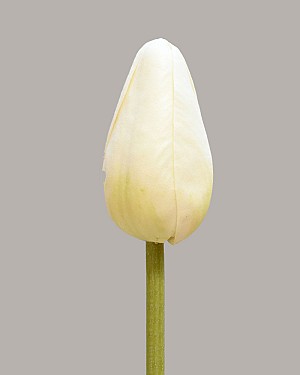 Pointed Tulip 15.5&quot; White