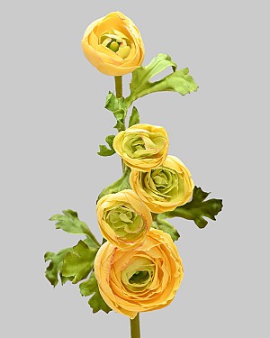 Ranunculus Multi Flower 21.5" Yellow