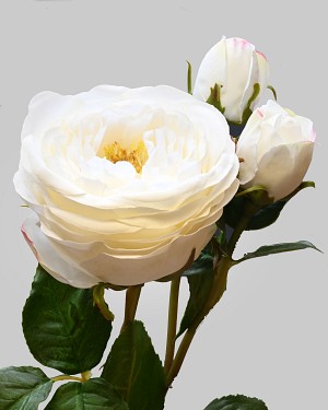 English Rose Titania 22.5&quot; White
