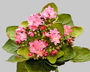 Mini Kalanchoe Plant 9&quot; Pink