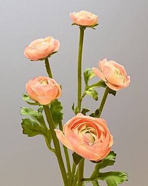 Ranunculus Multi Flower 21.5&quot; Peach