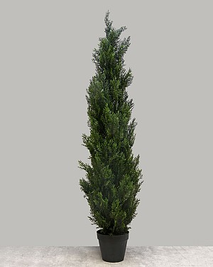 Cedar Tree 60&quot;H