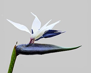 Bird of Paradise 33.5&quot; Blue/Cream