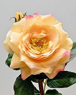 English Rose 19&quot; Yellow/Pink