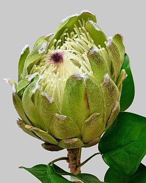 Protea King 27&quot; Green