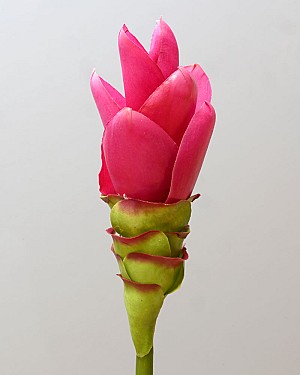 Curcuma Ginger 27.5&quot; Fuchsia