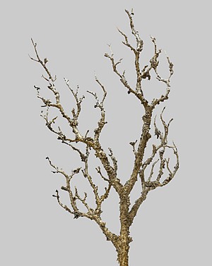 Twig Spray 26.5&quot; Brown