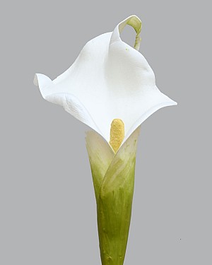 Calla Lily 20.5&quot; Bright White