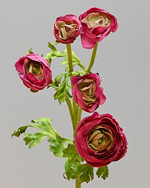 Ranunculus Multi Flower 21.5&quot; Red