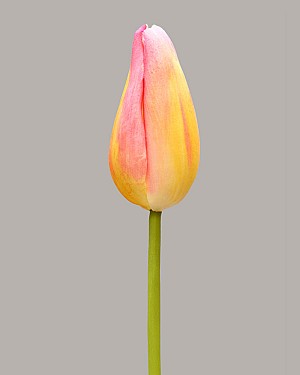 Dutch Tulip Bud 22.5&quot; Yellow/Pink