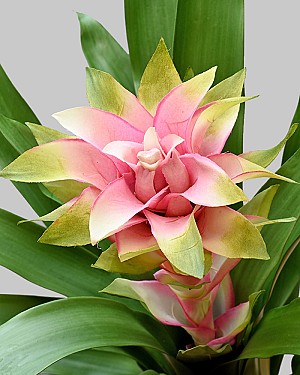 Scarlet Star Bromeliad 22&quot; Pink/Green