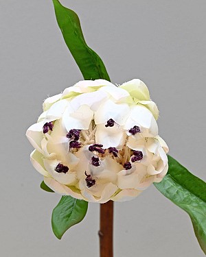 Mink Protea 29&quot; White