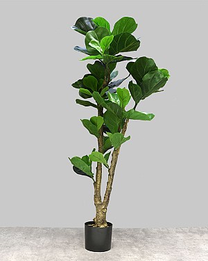 Fiddle Leaf Tree 48&quot;H