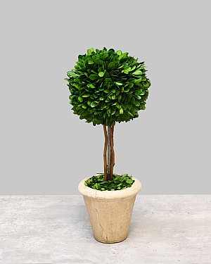 Single Ball Boxwood Topiary with Pot 16&quot;H