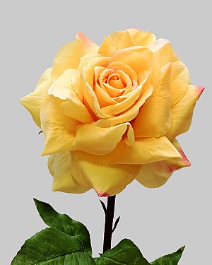 Rose Dutchess Open 20.5" Yellow