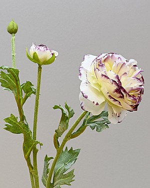 Ranunculus 18.5&quot; White/Purple