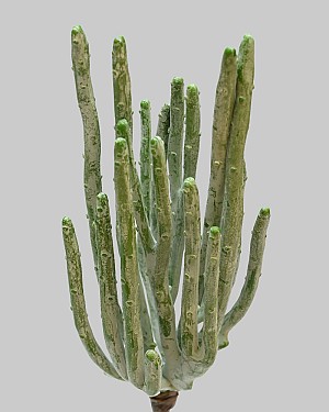 Cactus Stick 10&quot; Green