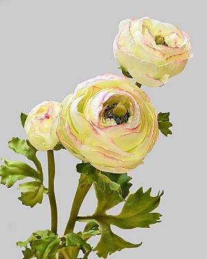 Ranunculus 29" Light Green/Pink