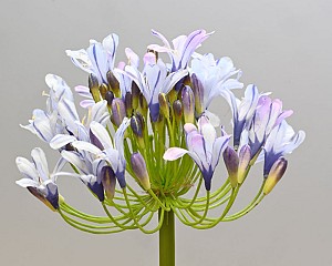 Agapanthus 35&quot; Lavender/Blue