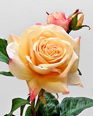 English Rose Tomora 22&quot; Yellow/Pink