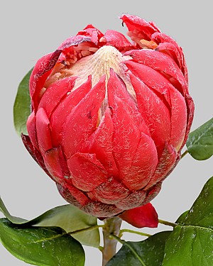 Protea 32&quot; Mauve