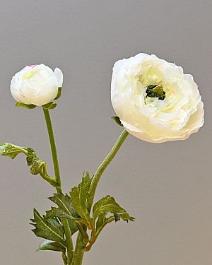 Ranunculus 19.5&quot; White