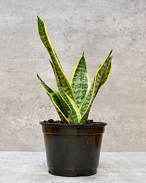 Sansevieria Laurentii 6&quot; Pot