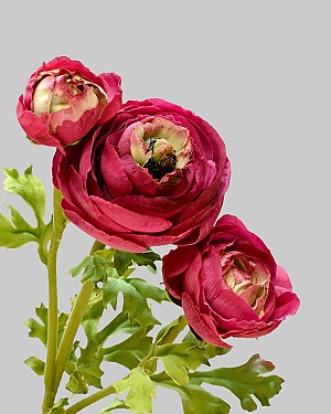 Ranunculus 24" Red