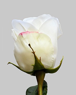 Rose Dutchess Bud 21&quot; White