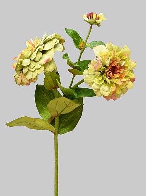 Zinnia 26" Green