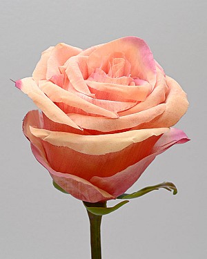 Ecuadorian Rose Bud 20.5" Peach