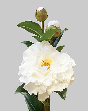Camellia 28.5&quot; White