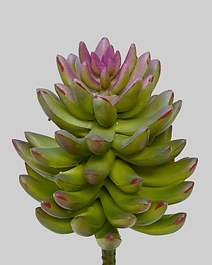 Succulent 7.5&quot; Green/Purple