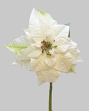 Poinsettia 29&quot; White