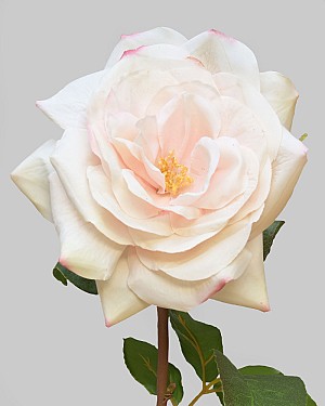 Rose Westminster 20.5" Champagne