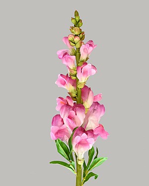 Snapdragon 23&quot; Fuchsia