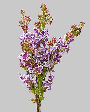 Lilac 32.5&quot; Purple/White